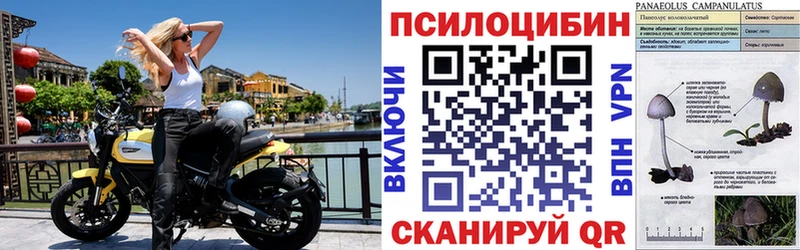 Псилоцибиновые грибы GOLDEN TEACHER  Высоковск 